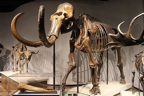 10 Fascinating Facts About Woolly Mammoths The Vintage News