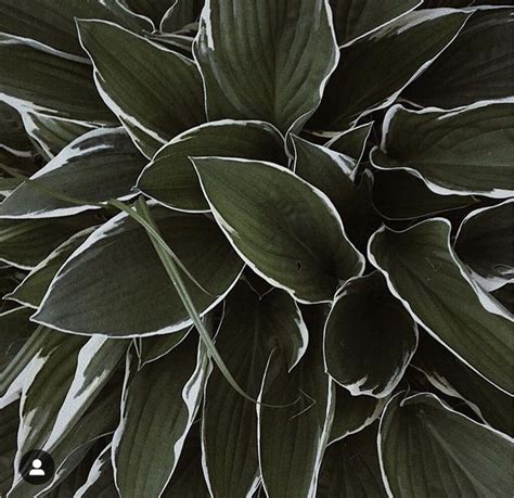 Pin By Kristinchildreth On Tress Apothecary Plant Leaves Abstract