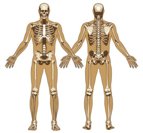 Front view human body silhouette of a teenager. Menselijk skelet-, voor- en achterzijde bekijken met ...
