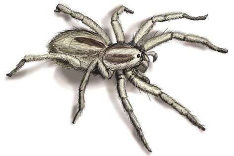 Wolf Spiders How To Identify And Get Rid Of Wolf Spiders