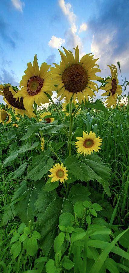 Sunflower Happiness Photograph By Eileen Bradfield Fine Art America