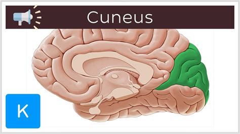 Cuneus Anatomical Terms Pronunciation By Kenhub Youtube