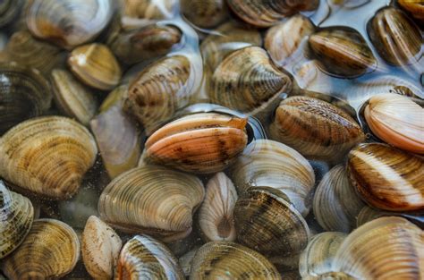 Harmful Algae Forces Shellfish Ban In Parts Of New England Research
