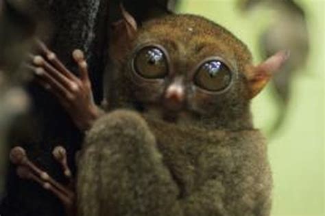 Top 74 Animal Whose Eyes Are Bigger Than Its Brain