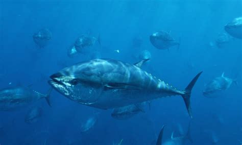 Bluefin Tuna Reptiles Atlantic Bluefin Tuna Fauna Ocean Habitat