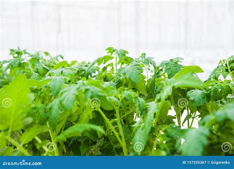 Rows Of Tomato Plants Growing Inside Big Industrial Greenhouse Stock