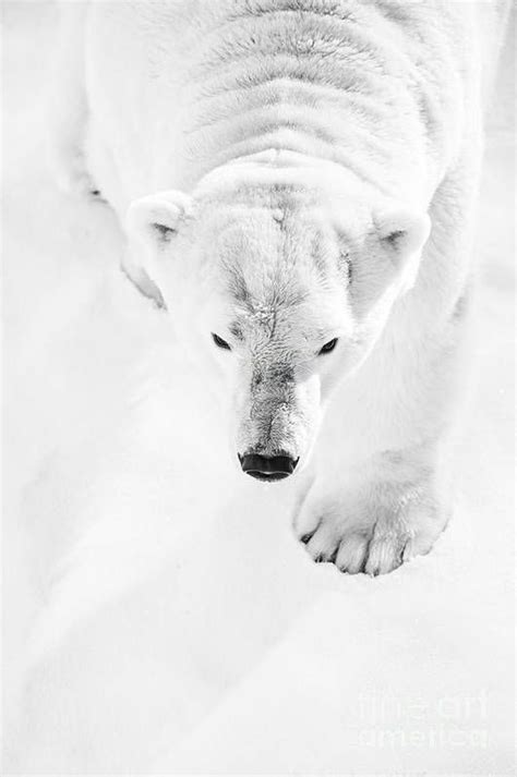 Big Polar Bear Hunting In Snow Art Print By Mikhail Kolesnikov In 2022