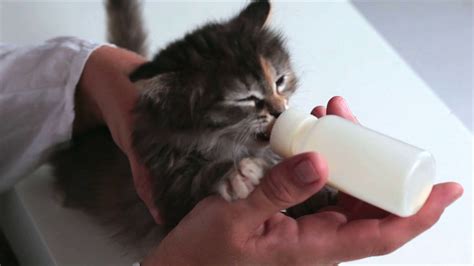 Kitten With Pleasure Eats A Milklittle Kitten Sucks Milk From A Bottle