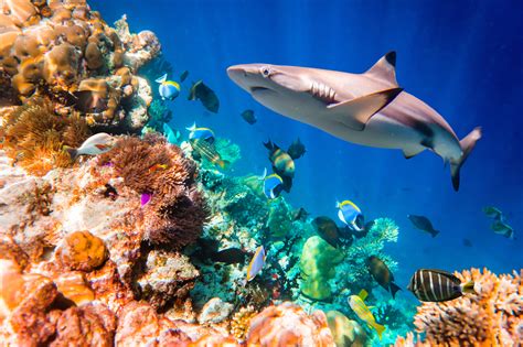Using Environmental Dna To Find Sharks Promega Connections