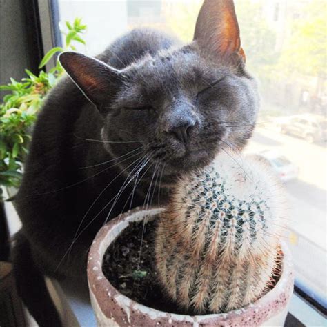 While some may be toxic to cats, there are many safe plants with which cats can happily coexist. The Sill - Cat Friendly Houseplants