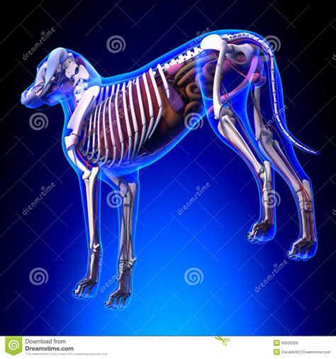 Anatomía De Los órganos Internos Del Perro Anatomía De Un Perro