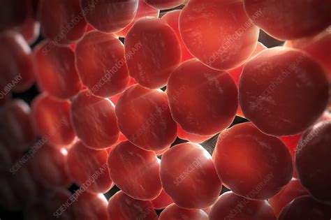 Red Blood Cells Artwork Stock Image C0206853 Science Photo Library