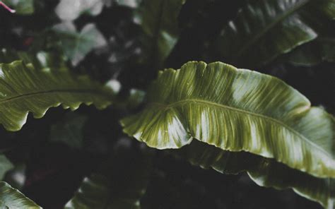 Download Wallpaper 3840x2400 Plant Leaves Green Tropical Dark 4k