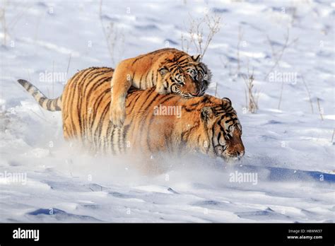 Siberian Tigers Panthera Tgris Altaica Fighting In Snow Siberian