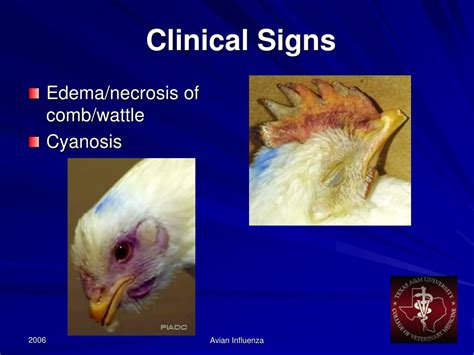 Ppt Avian Influenza Symptoms In Birds Powerpoint Presentation Free