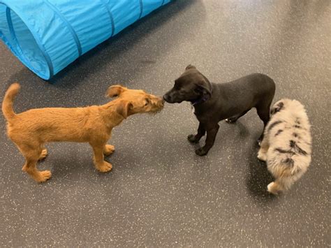 Noises and weather can upset many pups. Omaha's Best Puppy Socialization Class: Dog Gone Problems