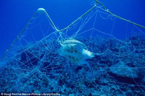 Turtles Get The Bends Too Sea Creatures Caught In Nets Can Suffer From