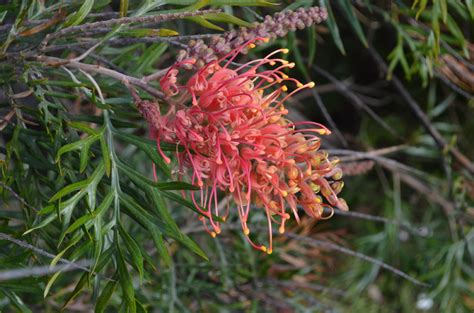 Maybe you would like to learn more about one of these? Australian Native Plants