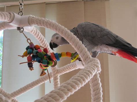 Mabel Serendipity Made My Own Homemade Parrot Toys