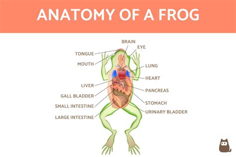 Anatomy Of A Frog Internal And External With Diagrams