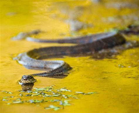 6 Types Of Water Snakes Found In Tennessee Id Guide Bird Watching Hq