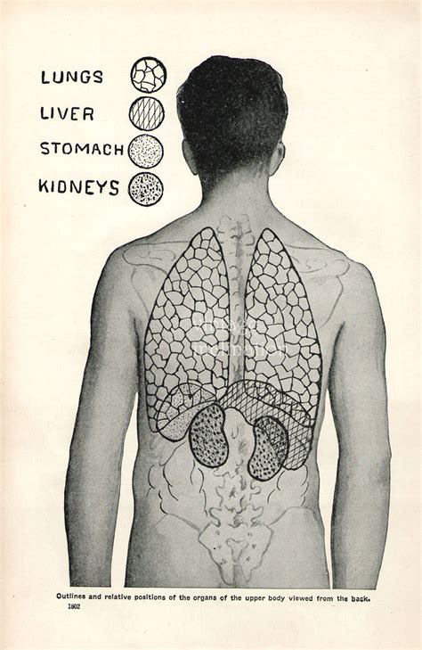 Human organs diagram back view. 1926 Human Anatomy Print ORGANS lungs heart by ...