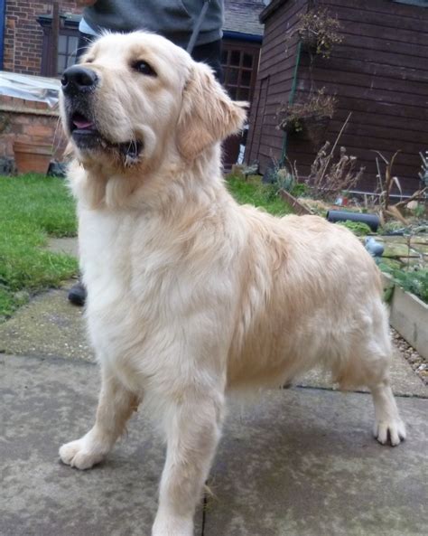 Signs your dog is aging include 11 Month Old Golden Retriever Female for sale ...
