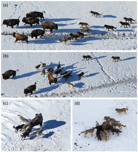 Behavior Of Wolves Hunting Bison A Approach B Attack Individual