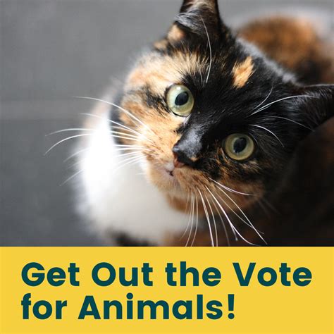 Casting Your Vote Is The First Step To Protecting Animals Are You