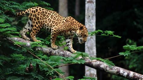 Jaguar the jaguar is a large, spotted wild. How Do Jaguars Survive In The Rainforest - Some ...