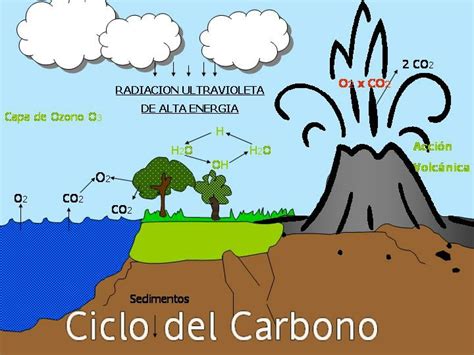 19 Un Dibujo Del Ciclo Del Carbono Background Mercio Mapa