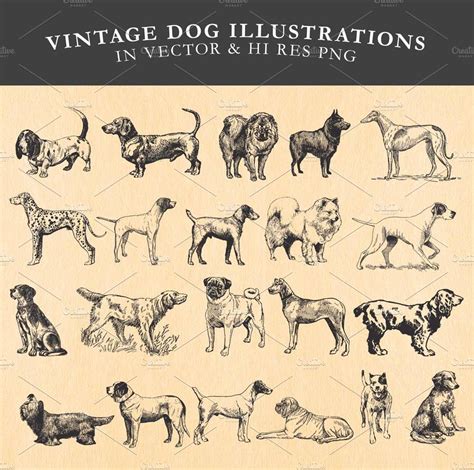 Vintage Dog Illustrations Vector ~ Illustrations ~ Creative Market