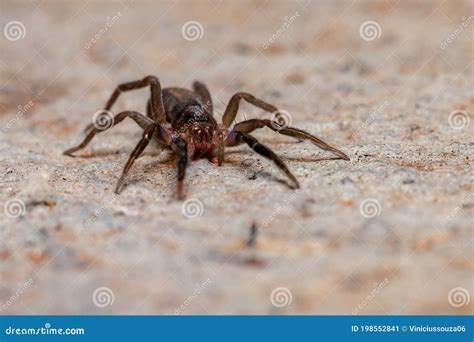 Brazilian Prowling Spider Stock Image Image Of Arachnids 198552841