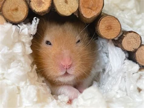 Hamster Animal Facts Az Animals