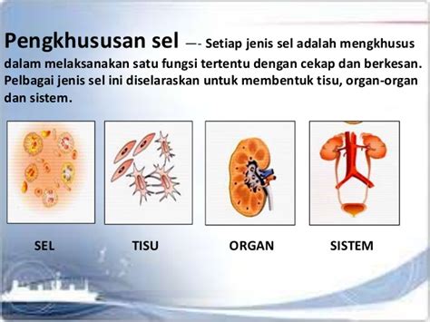 Dalam sistem saraf, otak merupa kan pusat sistem saraf. SEL- SEL DALAM BADAN MANUSIA- PBL 1 2020