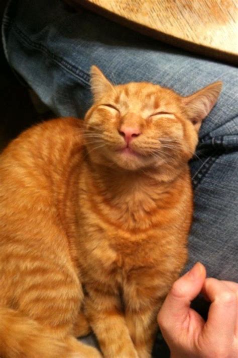 27 Of The Happiest Cats In The World Кошки и Кот