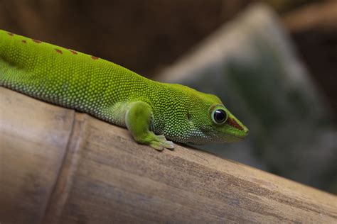 Free Stock Photo 2221 Green Gecko Freeimageslive