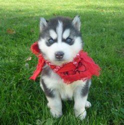 As there is no breed standard for the alaskan husky, the variety is their coats are typically short or medium in length, and they shed only moderately. Affectionate Siberian Husky Puppies For Adoption