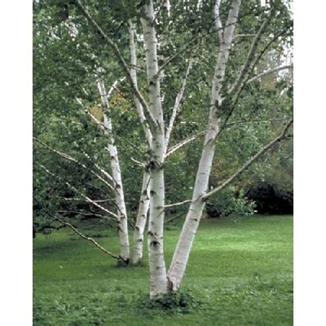 Paper Birch Tree Seeds | Tree Seeds for Sale