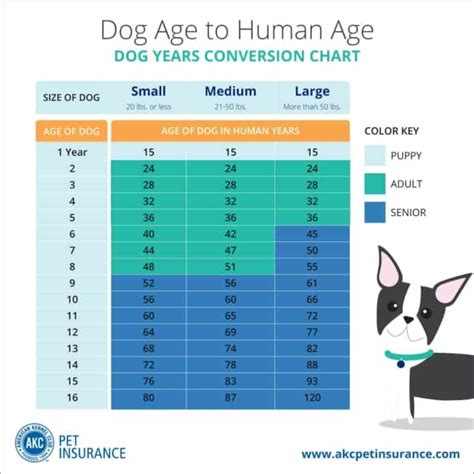 Dog Years Chart Wet Noses Pet Sitting