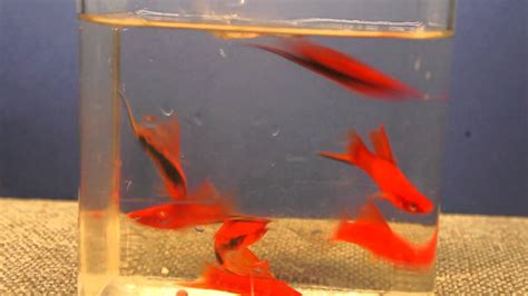Hi Fin Red Tuxedo And Red Black Eyed Swordtails Youtube