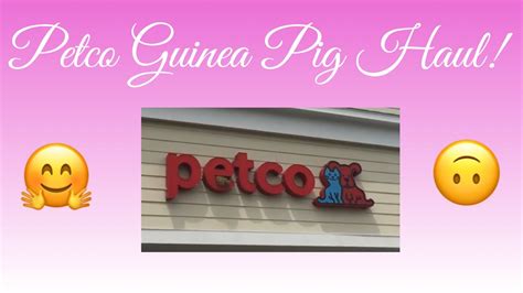 Petco Guinea Pig Haul Piggies World Youtube