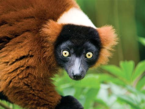Suzys Animals Of The World Blog The Amazing Common Brown Lemur