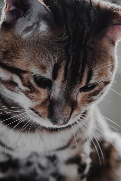 Cats Wallpaper Pictures Download Free Images On Unsplash