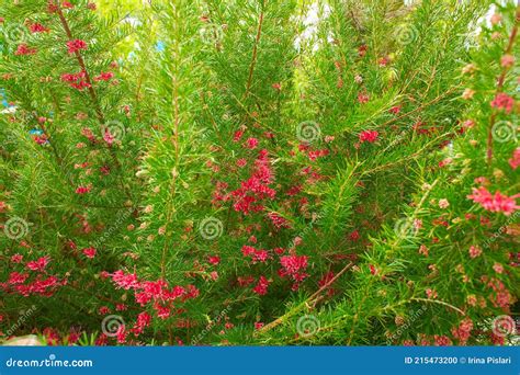 A Rosemary Grevillea Bush With Small Red Flowers Growing In A Garden