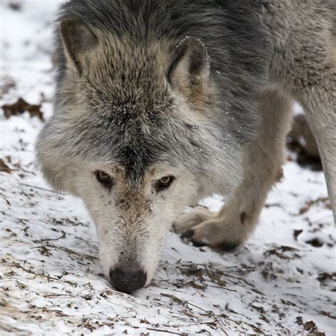 Filemc Timberwolf Wikimedia Commons