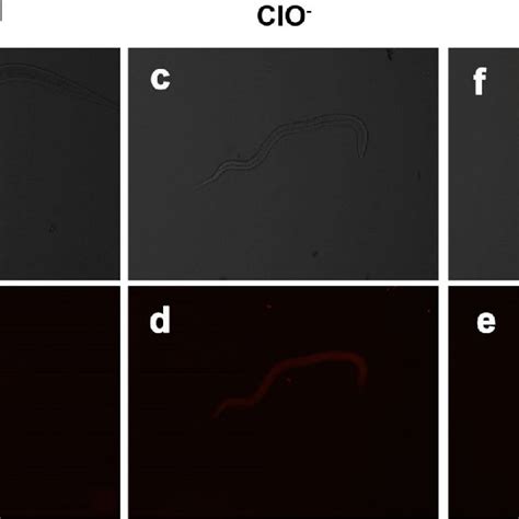 A Imaging Of Exogenous And Endogenous Clo À In C Elegans A B