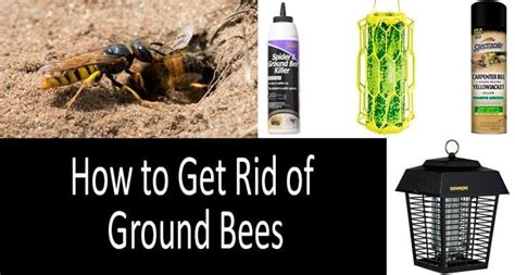 How To Get Rid Of Ground Bees Best Ground Bees Dusts Sprays And Traps