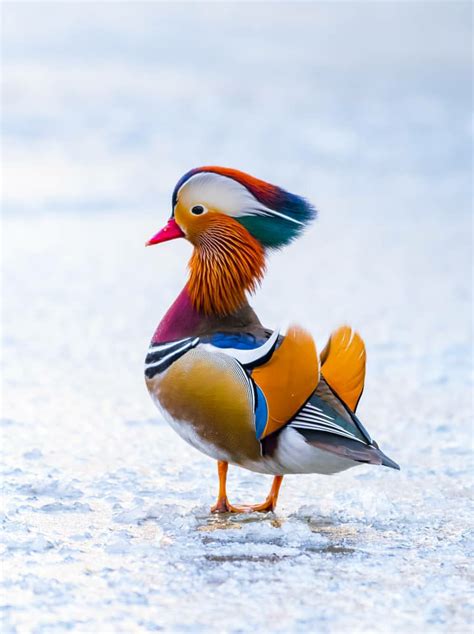This Strikingly Colorful Mandarin Duck Mandarin Duck Pet Birds