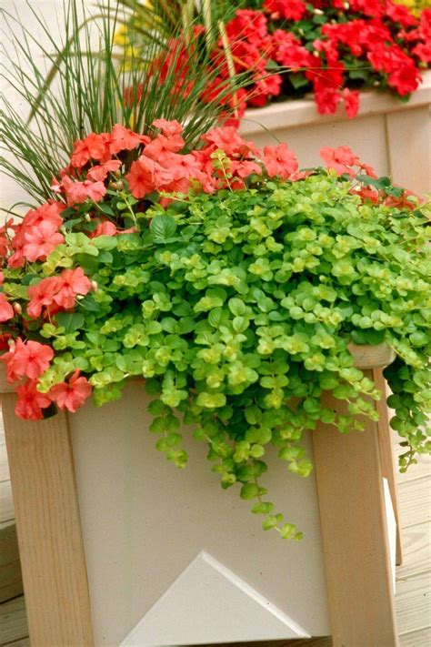 Cascading Flowers For Containers Cascading Plants For Containers